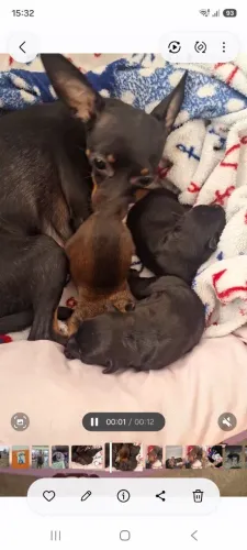 Alegria pra sua casa