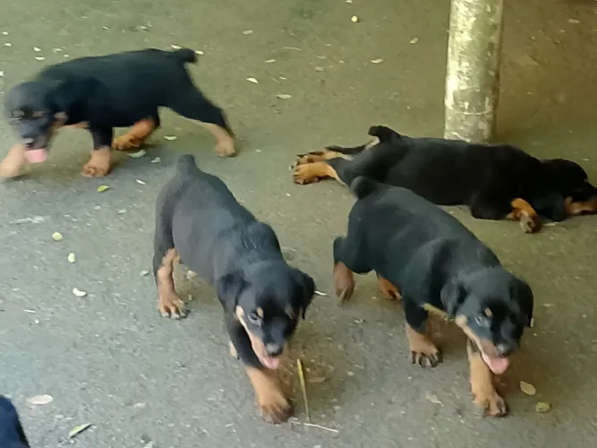 cães a venda 