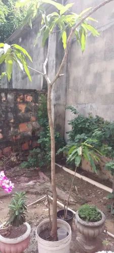 Mudar de frutas
