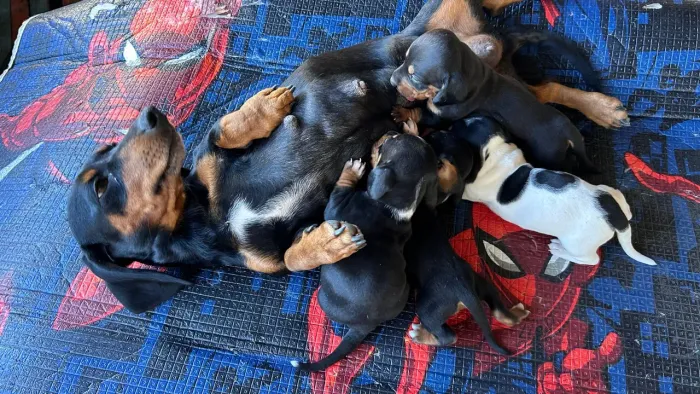 vende filhotes de dachshund
