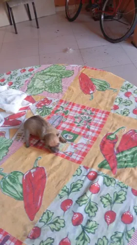 Vende filhote de pinscher tamanho mae 1 pai 0