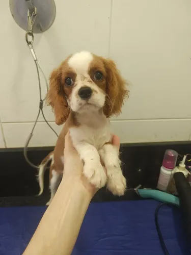 Belíssimo filhote de Cavalier King Charles Spaniel macho cor Blenheim
