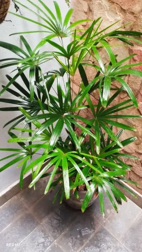 Palmeira Rafis