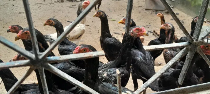 Frango e franga