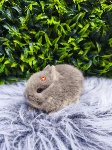 Netherland Dwarf (coelho anão) linhagem importada 