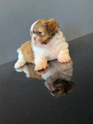 Lindo shiatsu