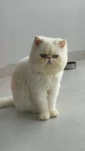 Gato macho