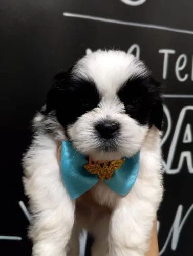 Lindos bebês de Shihtzu, entrega Imediata!