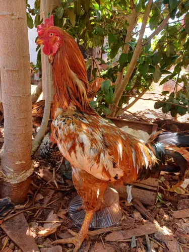 Galo indio gigante ótimo em reprodução e peso.