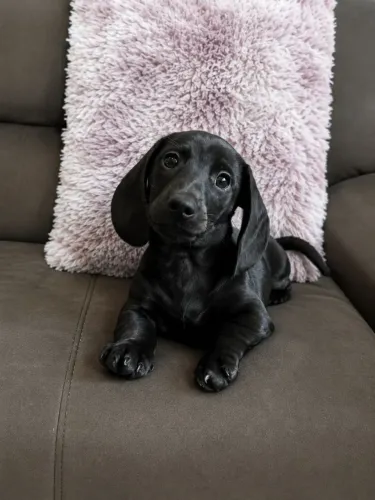 Dachshund Black 