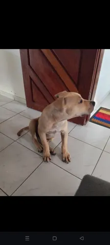 Cachorro