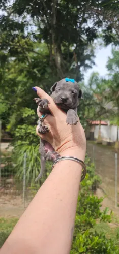 Galgo Italiano Cinza FEMEA - Top