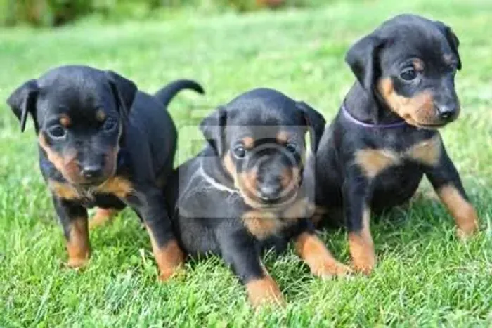 Pinscher cabendo na mão