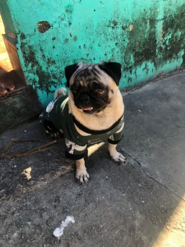 Vendo uma Pug adulta 