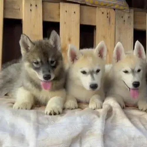 Filhotes de Husky Siberiano | Um momento para recordar.