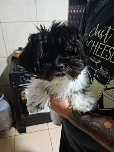 Cachorro Shitzu