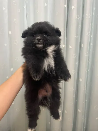 Filhote Spitz Alemão - porte pequeno