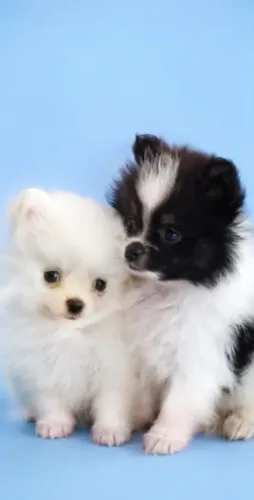 Últimos Machinhos Spitz Alemão Anão