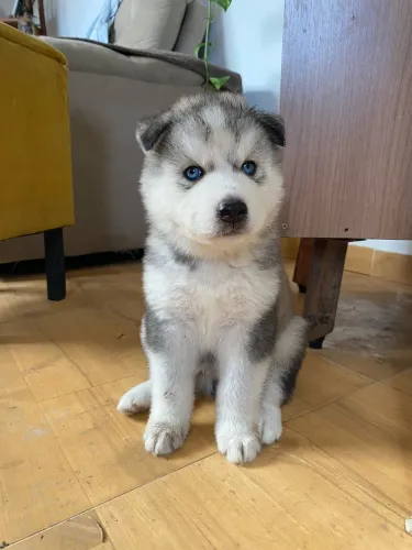 Filhotes de husky siberiano