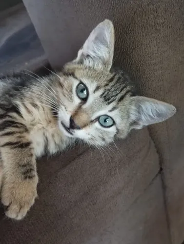 Gato 