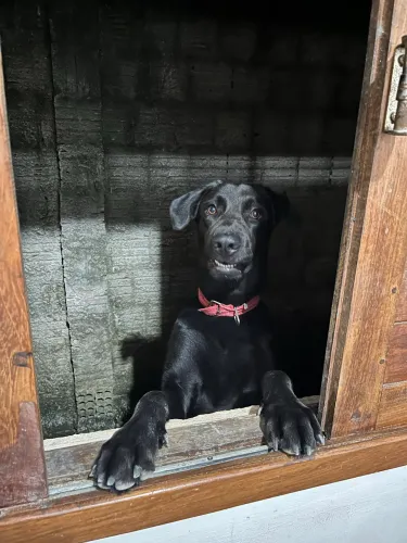 Pet para doação