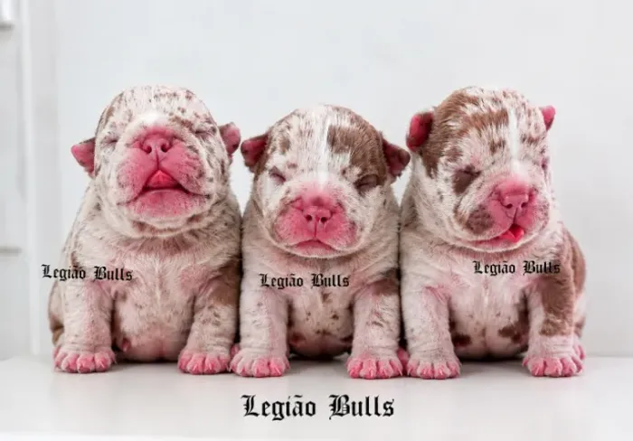 Exotic Bully Nano Fêmea Tri Choco Merle