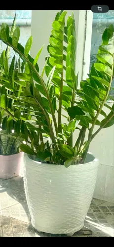 Lindas plantas para seu jardim