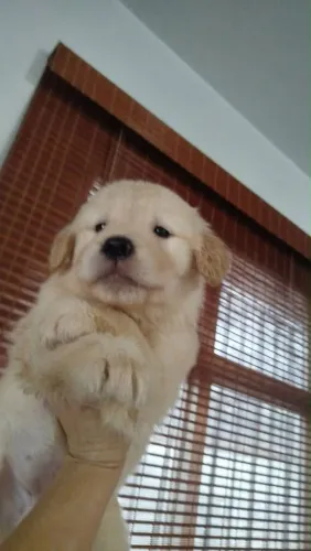 Filhote Golden Retriever, Seu coração nunca mais será o mesmo!