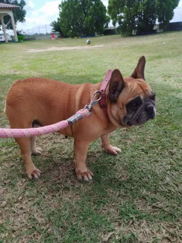 Buldogue Francês Fêmea - 3 anos ?