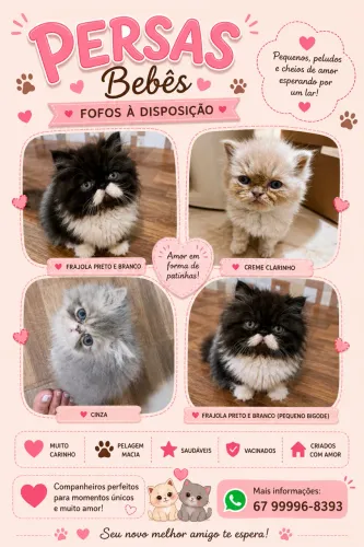 Persas filhotes 