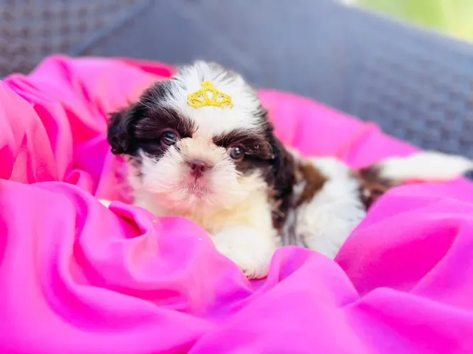 Shi Tzu fêmea com pedigree