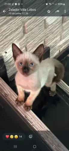 Gatinha para adoção responsável