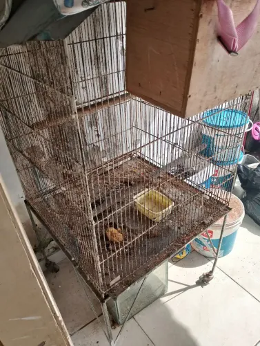 Gaiola de calopsita grande com rodinha