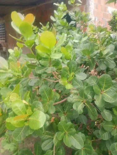 Vende-se sítio localizado no Paraíso da Cerra Maracanaú  Rua Sabia número 9