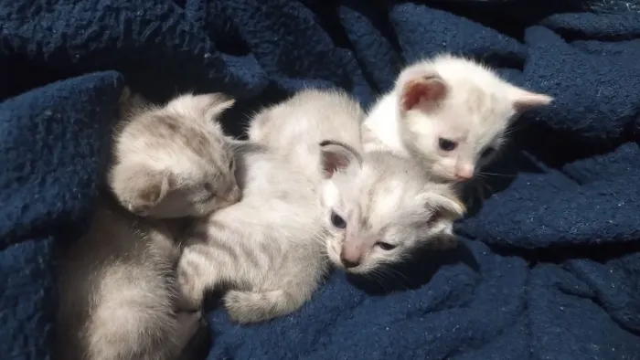 Doação de gatinhos