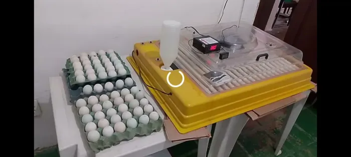 Ovos de galinhas e patos 