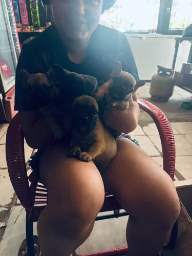 Filhotes de bulldog Francês