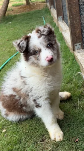 Borde collie femea red merle