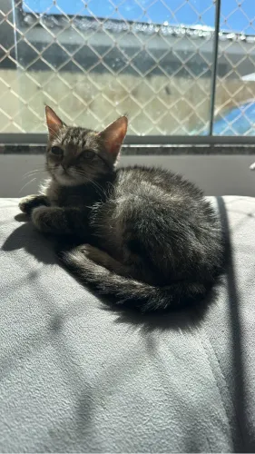Doação de gato