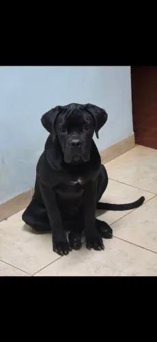 Cane corso 