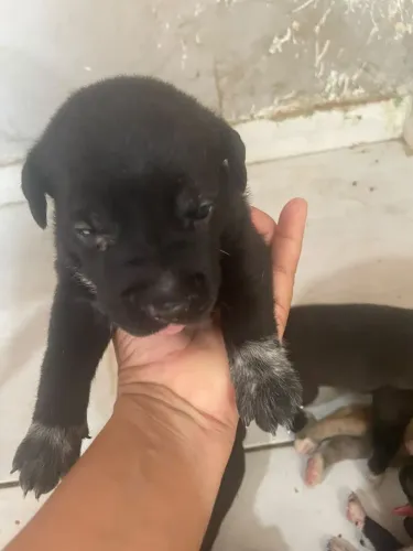 Vendo lindos filhotes de Pit Bull