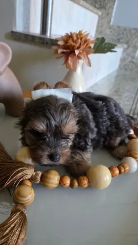 Yorkshire Terrier puro