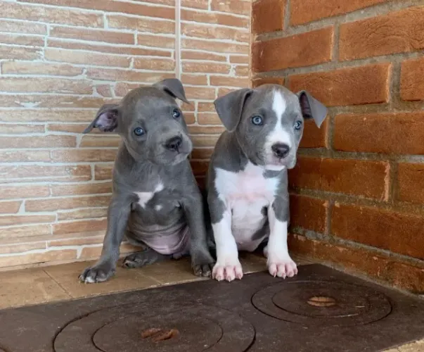 ? A felicidade tem quatro patas.