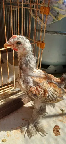 Pintinho brahma mestiço macho