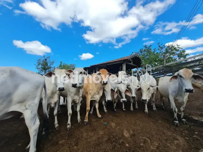 Compre não é apenas uma propriedade rural, mas um investimento com alto potencial de valor