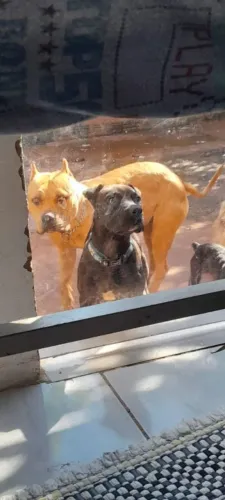 Pitt bull. Cão de guarda.