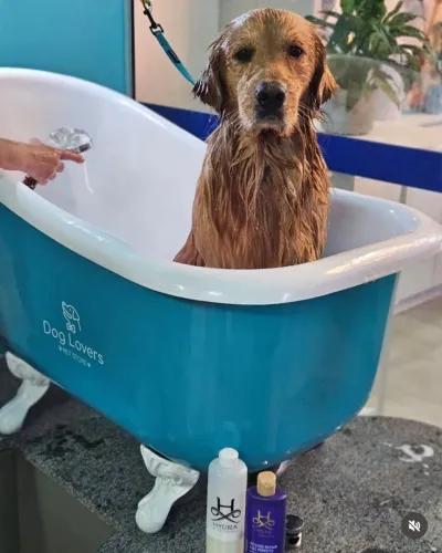 Banheira de fibra Para banho Pet Shop cães e gatos 