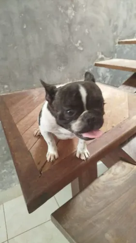 Bulldog francês Macho