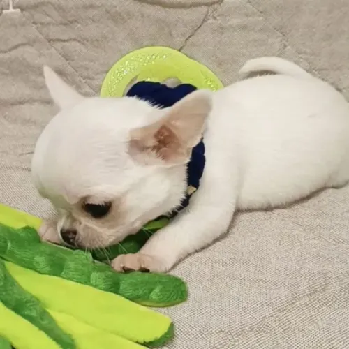 Chihuahua Presença Que Desperta Lindas Emoções