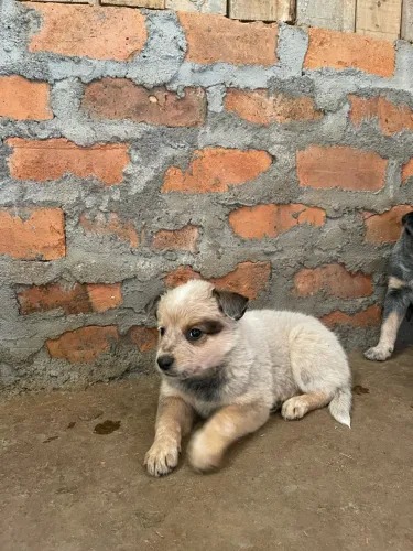 Boiadeiro australiano